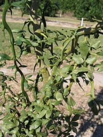              Sun leaves (Winter Haven, FL)       