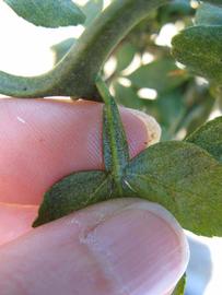              Petiole (Winter Haven, FL)       