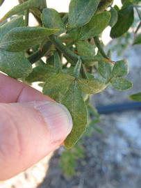              Trifoliolate leaf (Winter Haven, FL)       
