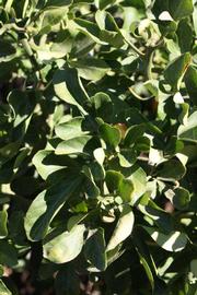              Sun leaves (Riverside, CA)       