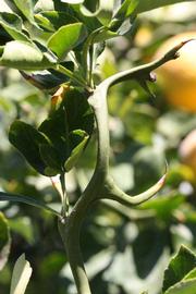            First year twig (Riverside, CA)   