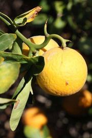            Fruit (Riverside, CA)   