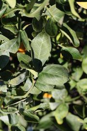              Sun leaves (Riverside, CA)       