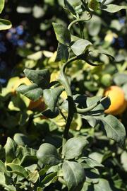              Sun leaves (Riverside, CA)       