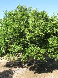            Habit (Riverside, CA)   