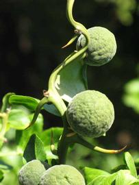            Immature fruit (Riverside, CA)   