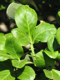              Trifoliolate leaf (Riverside, CA)       