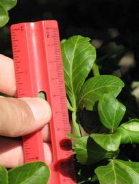              Trifoliolate leaf (Riverside, CA)       