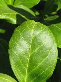              Margin (Riverside, CA)       