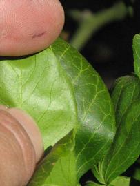              Margin (Riverside, CA)       