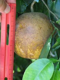            Fruit (Winter Haven, FL)   