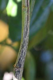              Second - third year twig (Riverside, CA)       