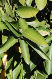              Sun leaves (Riverside, CA)       