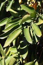              Sun leaves (Riverside, CA)       