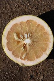              Fruit cross-section (Riverside, CA)       