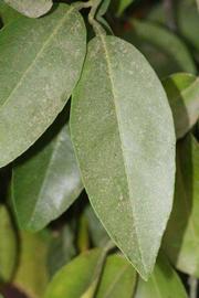              Unifoliolate leaf (Riverside, CA)       