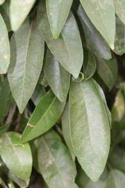              Shade leaves (Riverside, CA)       