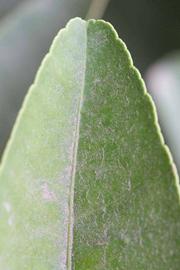              Margin (Riverside, CA)       