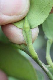              Petiole (Riverside, CA)       