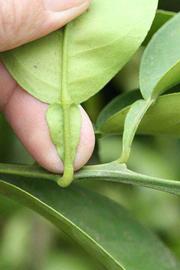              Petiole (Riverside, CA)       