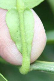              Petiole (Riverside, CA)       