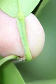              Petiole (Riverside, CA)       