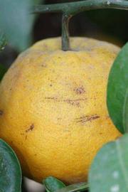            Fruit (Riverside, CA)   