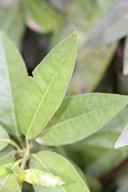              Unifoliolate leaf (Riverside, CA)       