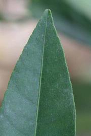              Margin (Riverside, CA)       