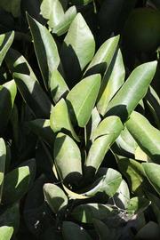              Sun leaves (Riverside, CA)       