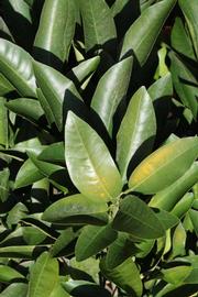              Sun leaves (Riverside, CA)       