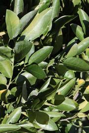              Sun leaves (Riverside, CA)       