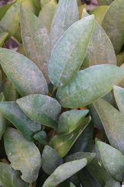              Shade leaves (Riverside, CA)       