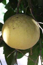            Fruit (Riverside, CA)   