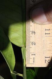              Petiole (Riverside, CA)       