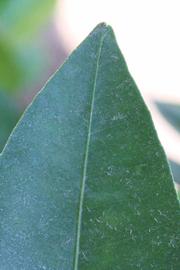              Margin (Riverside, CA)       