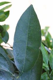              Unifoliolate leaf (Riverside, CA)       