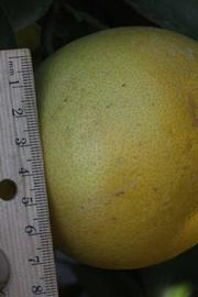              Fruit (Riverside, CA)       