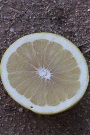              Fruit cross-section (Riverside, CA)       