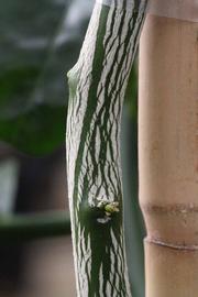              Second - third year twig (Riverside,   CA)       