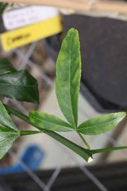              Trifoliolate leaf (Riverside, CA)       