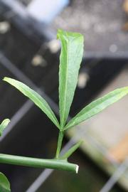              Trifoliolate leaf (Riverside, CA)       