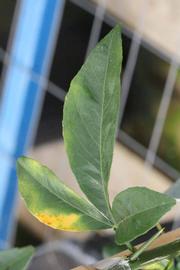              Trifoliolate leaf (Riverside, CA)       