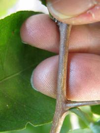              First year twig (Winter Haven, FL)       