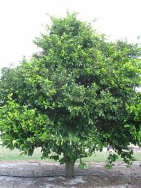              Habit (Winter Haven, FL)       