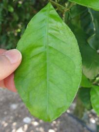              Unifoliolate leaf (Winter Haven, FL)       
