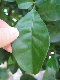              Unifoliolate leaf (Winter Haven, FL)       
