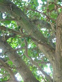            Bark (Winter Haven, FL)   