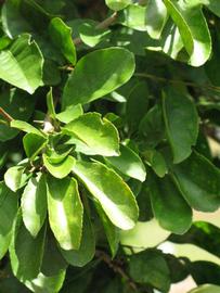              Sun leaves (Winter Haven, FL)       