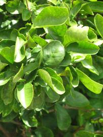              Sun leaves (Winter Haven, FL)       